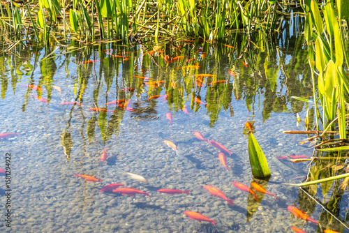 Photography Small bright orange fish swim in a clear shallow pond among green reeds and pebb