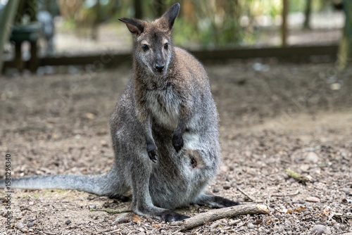A female Bennett's wallaby in a zoo. 