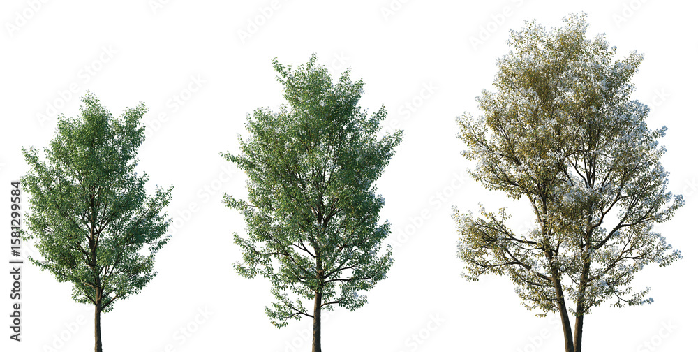 Fototapeta premium Set of summer and spring Amelanchier canadensis (commonly known as shadblow serviceberry, chuckle-berry, currant-tree) frontal isolated png on a transparent background perfectly cutout