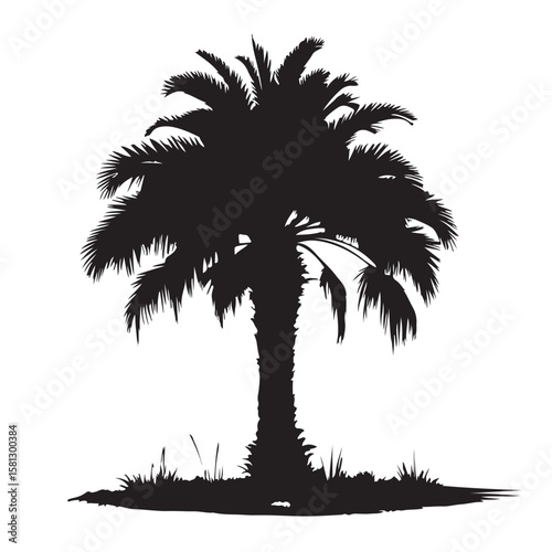 palm tree silhouette