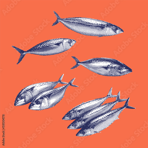 Mackerel, mackerel vector, mackerel illustration, line drawing on orange background.