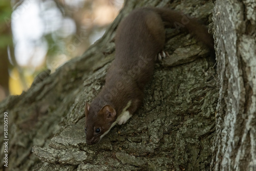 Long-tailed Weasel taken in Central MN