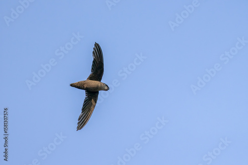 Chimney Swift adult in flgiht taken in southern MN