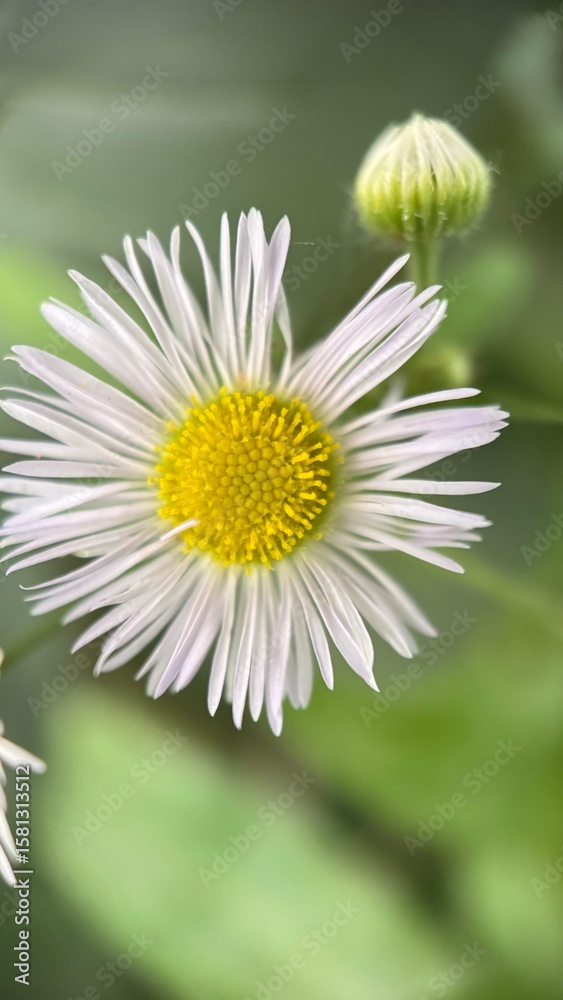 Obraz premium White daisy flower macro photography. A close up of a daisy petals and yellow center. 