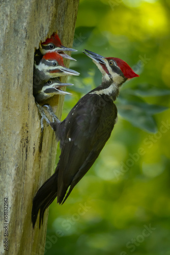 Canvas Print Pileated Woodpecker male feeding young at nest cavity