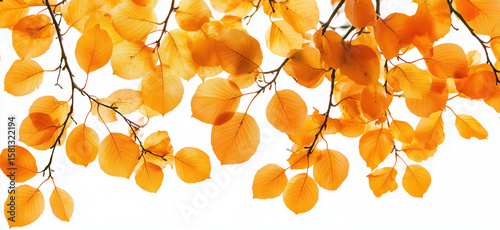 Vibrant orange autumn leaves against white background showcasing seasonal beauty.