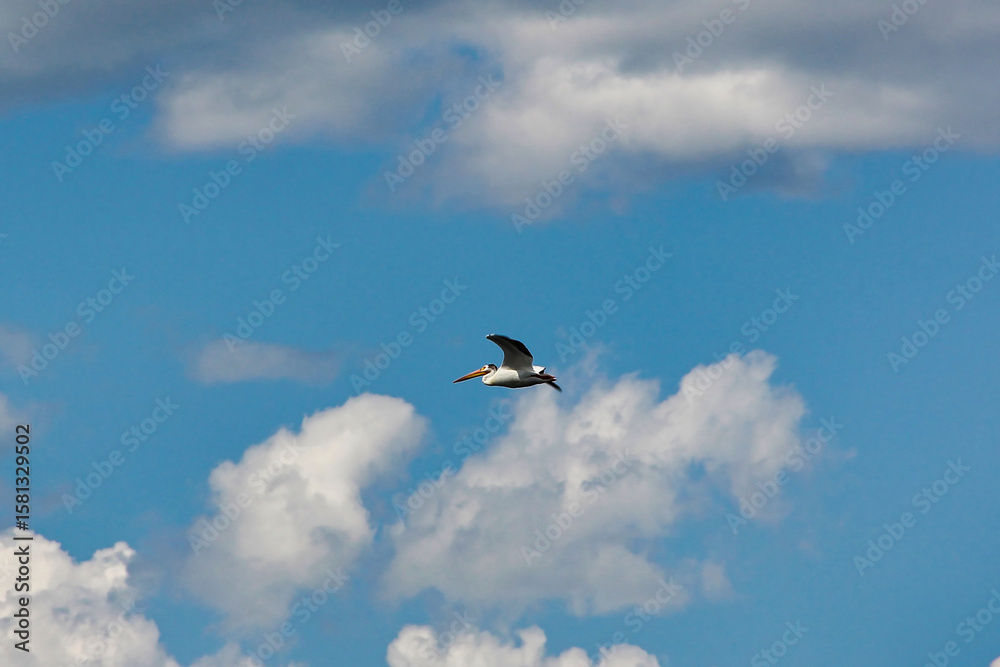 Obraz premium White Pelican in Flight over Island Park Reservoir in Eastern Idaho in Late Spring.