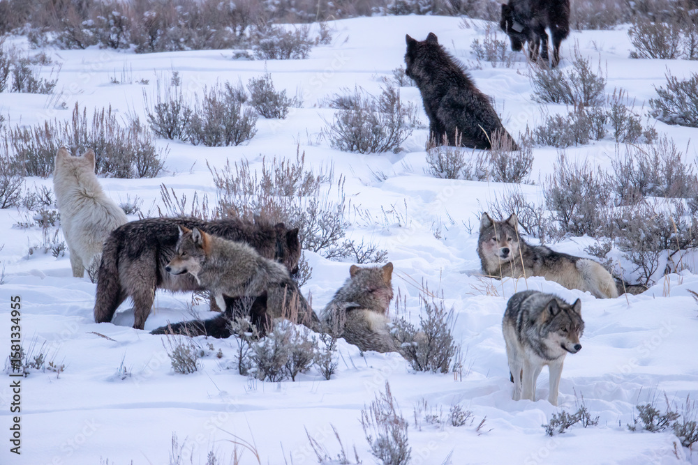 Naklejka premium Gray Wolf taken in yellowstone NP
