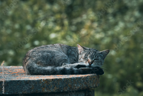 Tabby Gray Cat Lying on Concrete Slab with Beautifully Blurred Green Leaf Background