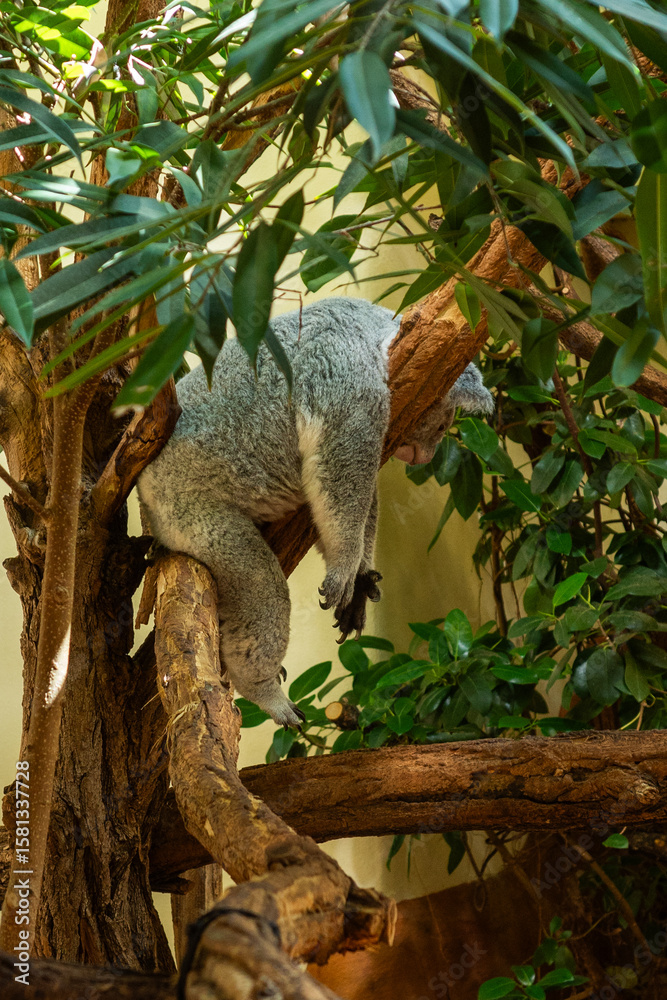 Obraz premium Koala Sleeping on Tree Branch with Green Leaves