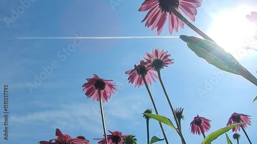 Pink flowers of Echinacea purpurea, Eastern purple coneflower, blue sunny sky with sun, white line of plane tracks and butterflies in flight on summer - slow motion. Topic: beauty of nature