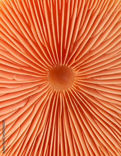 A macro view showcases the gills of an orange mushroom, displaying its intricate, radial structure and natural beauty with vibrant color.