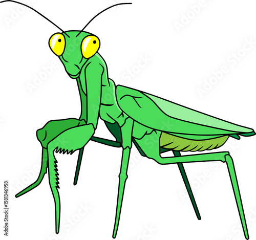 praying mantis vector illustration isolated on white background