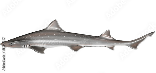 Illustration of a Rig (Mustelus lenticulatus), a sleek, spotted shark species endemic to New Zealand’s coastal waters. Also known as spotted dogfish or lemonfish.