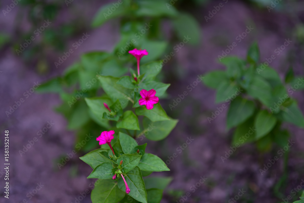Four O’Clock Flower Plant in Bloom (Mirabilis Jalapa) Summer Garden Trumpet shaped Flowers, Close-up of blooming Four O’Clock flower plant Charming and fragrant flowers Four O’Clock Flower Plant in Bloom (Mirabilis Jalapa) Summer Garden Trumpet shaped Flowers, Close-up of blooming Four O’Clock flower plant Charming and fragrant flowers