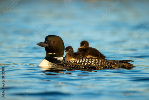 Bild auf Leinwand Common Loon adult with chicks on blue water