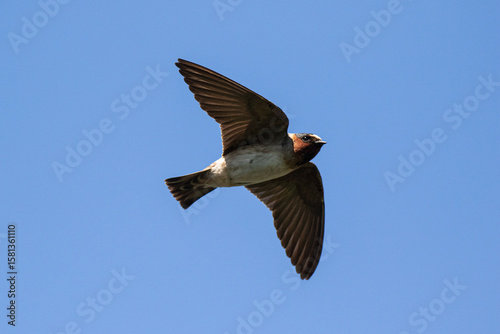 Photography Cliff Swallow in flight taken in central MN