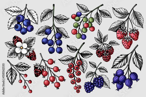 Vector illustration of honeysuckle botanical elements berries, leaves, and delicate florals. Perfect for nature themed designs and botanical projects.