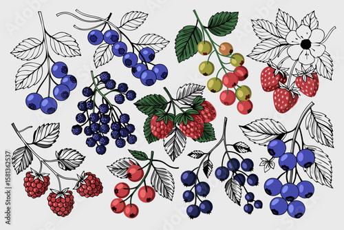 Vector illustration of honeysuckle botanical elements berries, leaves, and delicate florals. Perfect for nature themed designs and botanical projects.