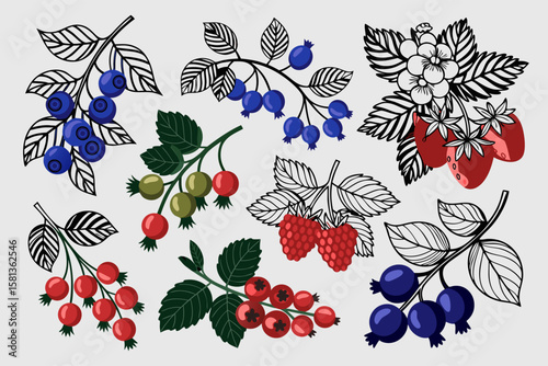 Vector illustration of honeysuckle botanical elements berries, leaves, and delicate florals. Perfect for nature themed designs and botanical projects.