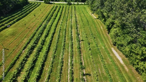 Aerial Drone: Ontario Greenbelt Farming Fields, Lush Rural Landscape