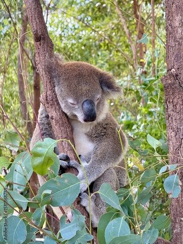 Wild koala bear sitting in eucalyptus tree among green leaves in natural Australian bush habitat displaying iconic marsupial wildlife behavior