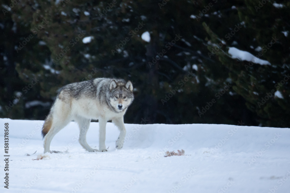 Naklejka premium Gray Wolf wapitti pack taken in yellowstone NP