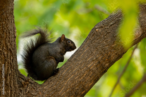 Eastern Gray Squirrel black morph, melanisitc takekn in central WI
