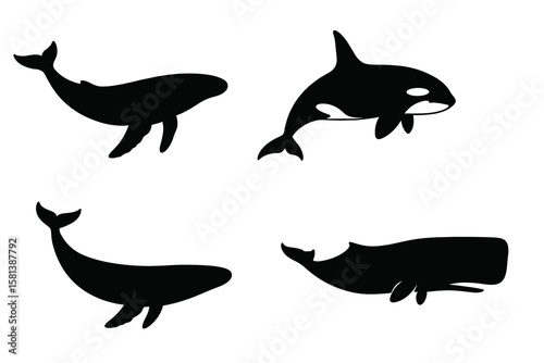 Whale Silhouette Vector Set of 4 – Diverse Whale Shapes, Tails, Fins, Orca, Sperm Whale, Humpback, Blue Whale, Marine Animal Collection for Ocean Life, Aquatic Logos, Nature Design
