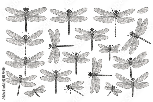 Dragonfly sketch collection. Hand-drawn vintage engraving style illustration set. Isolated insect elements for nature design. Entomology wildlife art. Damselfly bug graphic.