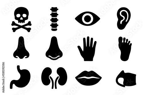 Anatomy glyph icon set. Human body parts vector pictograms. Medical symbols of organs, skull, spine, eye, ear, nose, hand, foot, stomach, kidneys, lips, health signs.