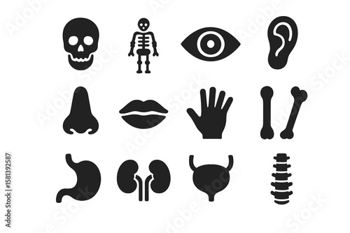 Anatomy glyph icon set. Medical human body organs pictogram collection. Skull, skeleton, eye, ear, nose, mouth, hand, bone, stomach, kidneys, bladder, spine vector signs.