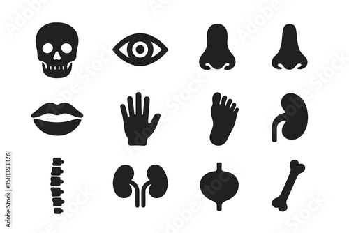 Anatomy glyph icon set. Vector pictograms of human body organs and parts. Medical silhouette symbols of skull, bone, spine, eye, nose, lips, hand, foot, kidneys, bladder.