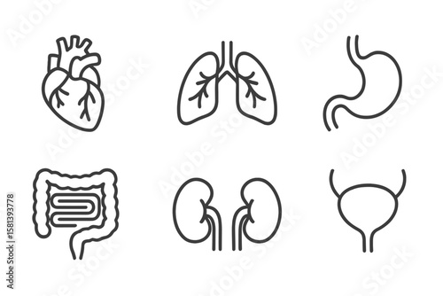 Human Organs Line Icon Set. Vector Medical Pictograms of Heart, Lungs, Stomach, Intestine, Kidneys, Bladder. Thin Linear Anatomy Illustration for Healthcare, Hospital, Science, Education