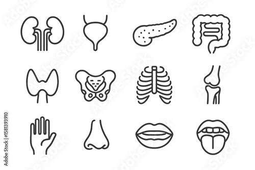 Human Anatomy Line Icon Set. Vector Medical Body Parts Pictograms. Kidney, Bladder, Pancreas, Intestine, Thyroid, Pelvis, Skeleton, Joint, Hand, Nose, Mouth, Tongue, Healthcare Symbols