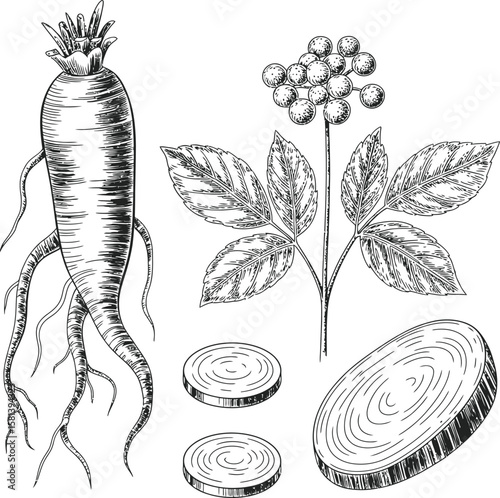 Vintage illustration of a ginseng root plant with berries and sliced roots