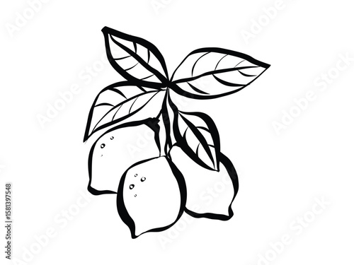 Whimsical chalk doodles of lemon. Icon of citrus fruit in quirky style. Crayon drawing for menus and invitations. La dolce vita italian vector illustration