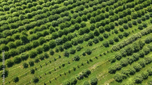 Aerial Drone: Ontario Greenbelt Farming Fields, Lush Rural Landscape