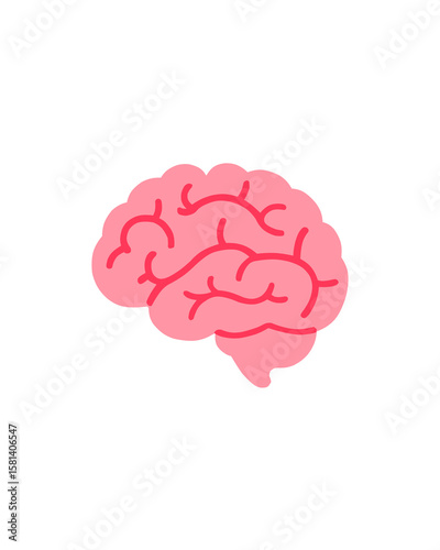 human brain isolated on white background