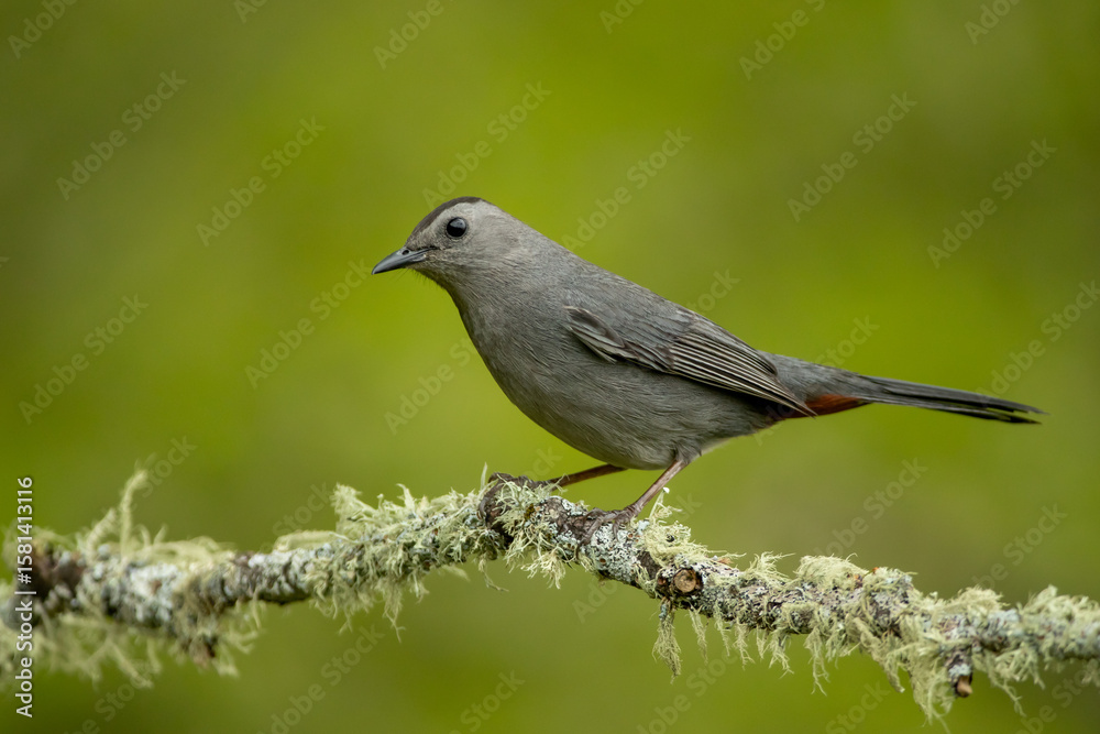 Obraz premium Gray Catbird taken in central MN in the wild