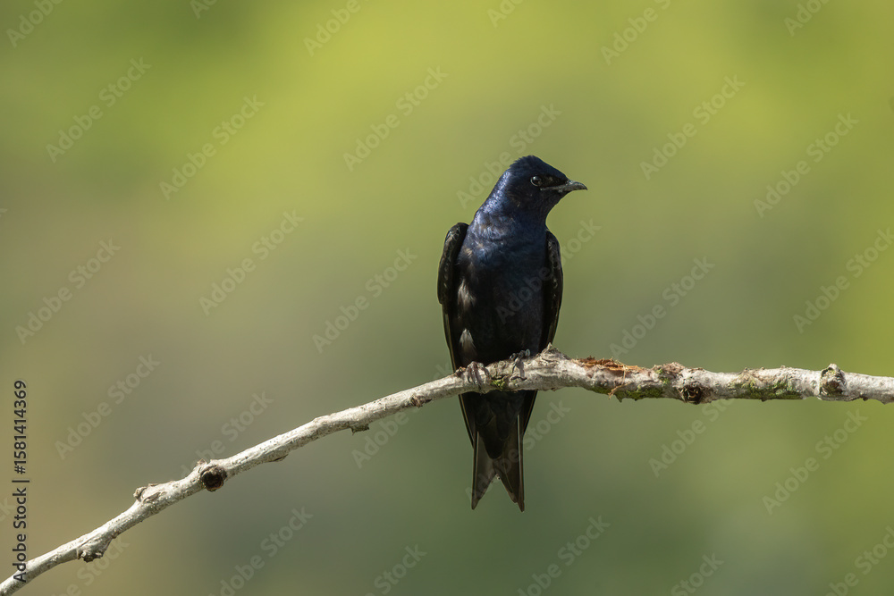Obraz premium Purple Martin male taken in central MN