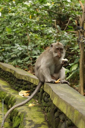 Cute monkey eating banana on low stone wall in park