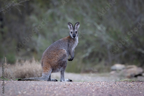 Red-necked Wallaby (Macropus rufogriseus), Woodstock Nature Reserve, ACT, May 2025