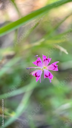 Maiden pink flower (Dianthus) macro photography. Pink flower petals close up. 