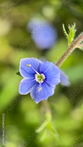 A close up of a Germander  speedwell (Veronica chamaedrys) bright blue meadow flower. Macro photography.