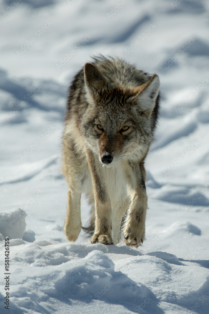 Fototapeta premium Coyote walking in snow taken in Yellowstone NP