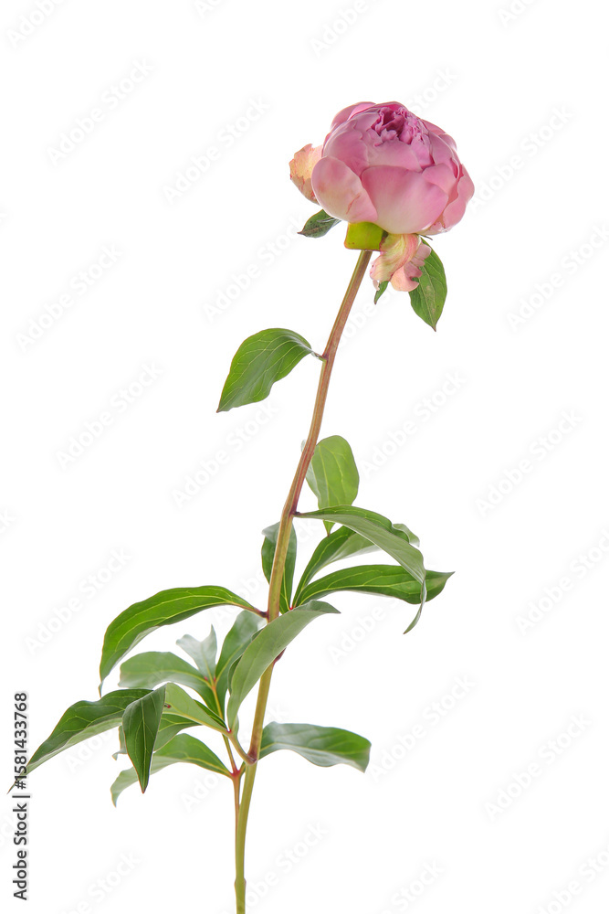 Fototapeta premium Pink peony flower isolated on white background