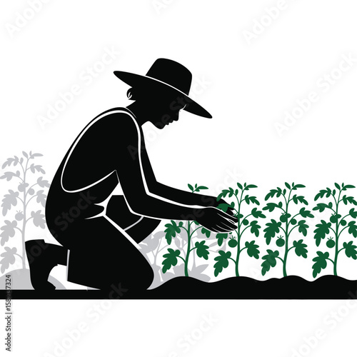 Farmer wearing a hat tending to a row of tomato plants in a garden