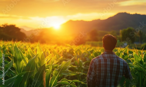 corn or maize agriculture plantation field at farm in the morning sunrise	