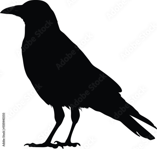 Crow Silhouette Illustration, Standing Raven Bird Vector in Profile View